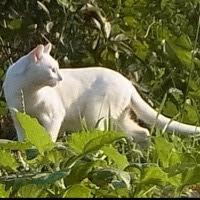 @freedomcat